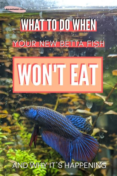 9 Reasons Why Your Betta Fish Won't Eat (+Tips) .